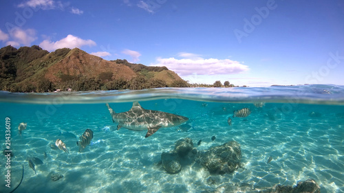 Over under sea surface sharks tropical fish and bird  Pacific ocean  French Polynesia