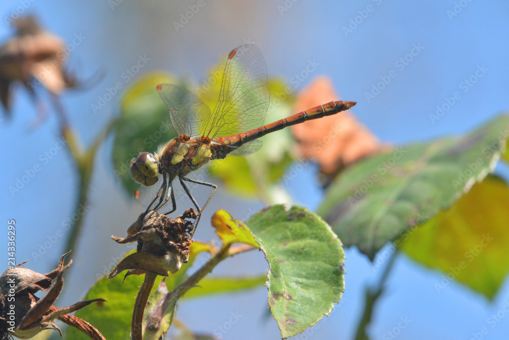 Common Darter or Sympetrum striolatum Common Darter or Sympetrum striolatum