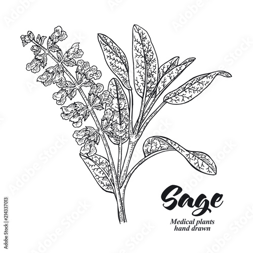 Salvia officinalis plant also called sage garden. Leaves and flowers isolated on white background. Hand drawn vector illustration engraved.
