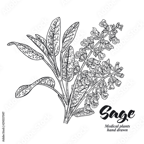 Salvia officinalis plant also called sage garden. Leaves and flowers isolated on white background. Hand drawn vector illustration engraved.