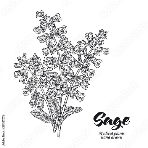 Salvia officinalis plant also called sage garden. Sage flowers isolated on white background. Hand drawn vector illustration engraved.