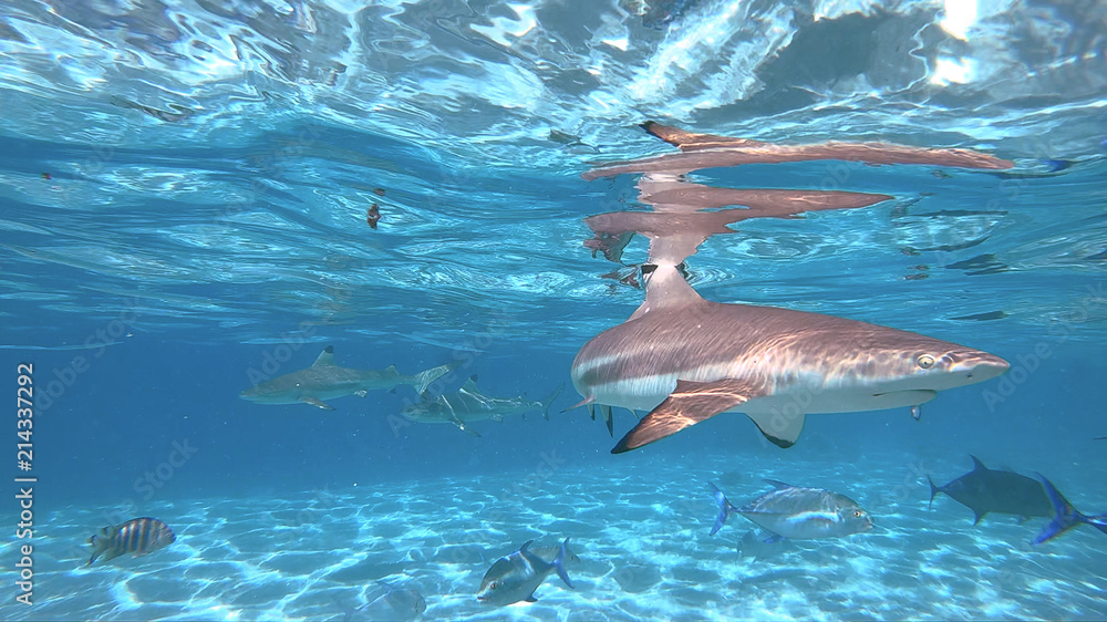 Obraz premium snorkeling in a lagoon with sharks, French Polynesia