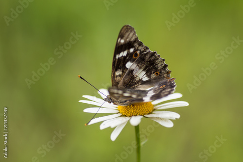 Beautiful butterfly on a flower chamomile. Green background. © Alfira