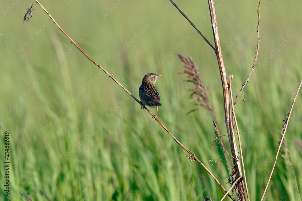 Grasshopper Warbler (Locustella naevia) Grasshopper Warbler (Locustella naevia)