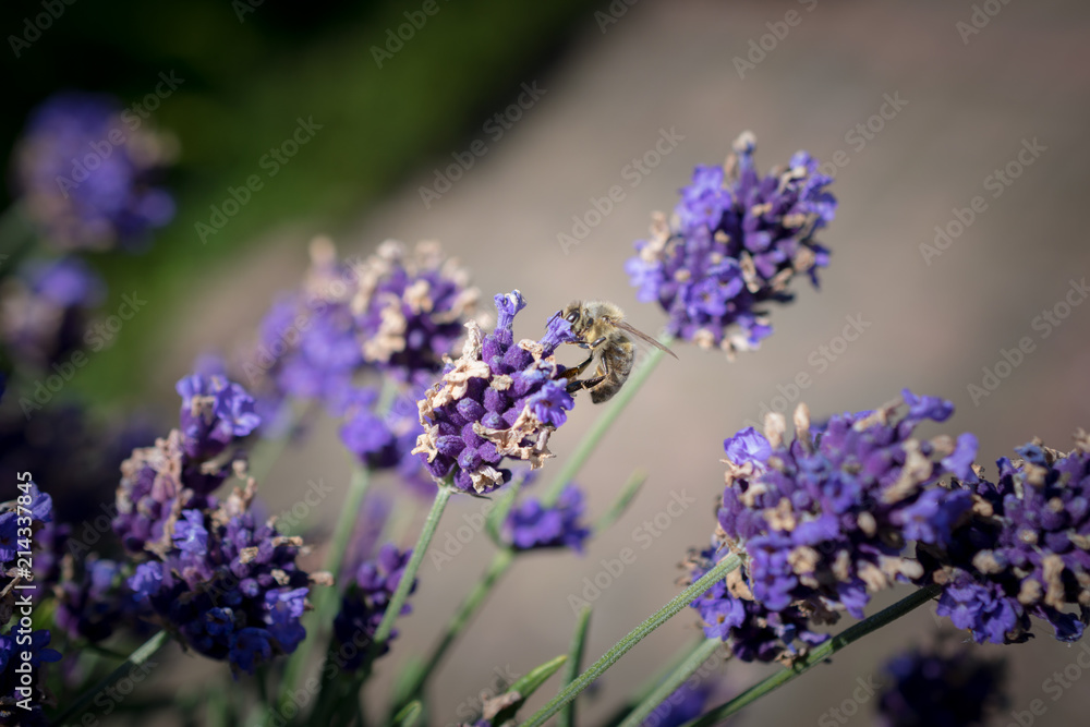 Fototapeta premium Biene auf Lavendel
