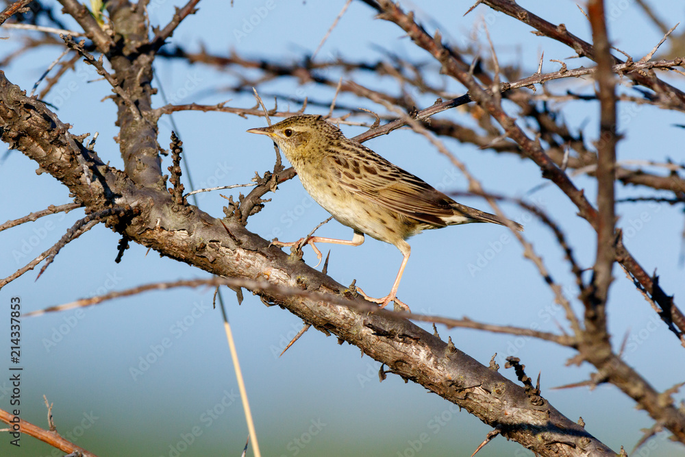 Grasshopper Warbler (Locustella naevia) Grasshopper Warbler (Locustella naevia)