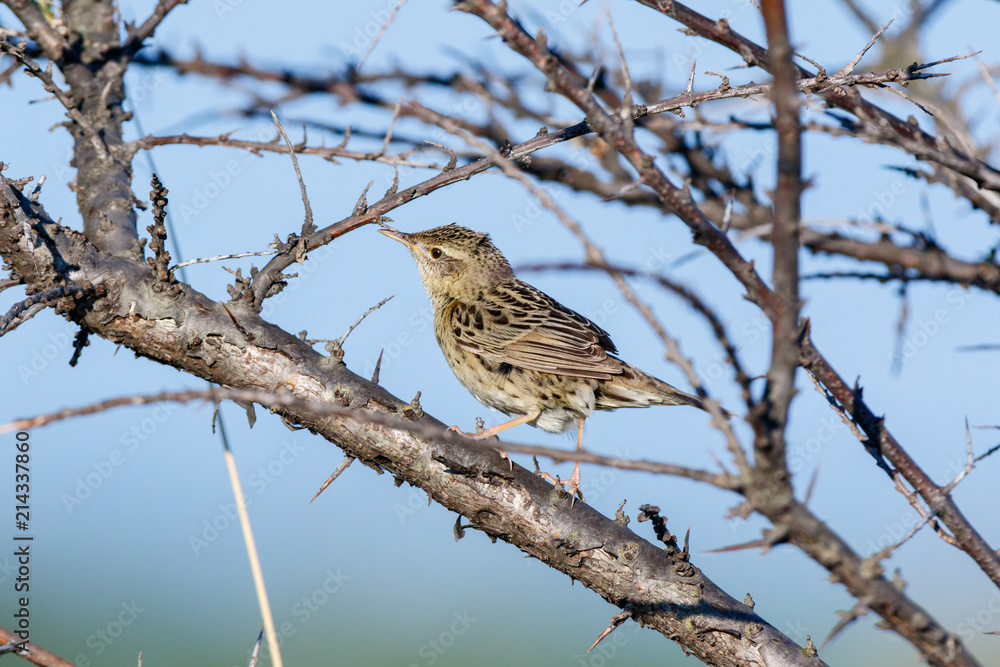 Grasshopper Warbler (Locustella naevia) Grasshopper Warbler (Locustella naevia)