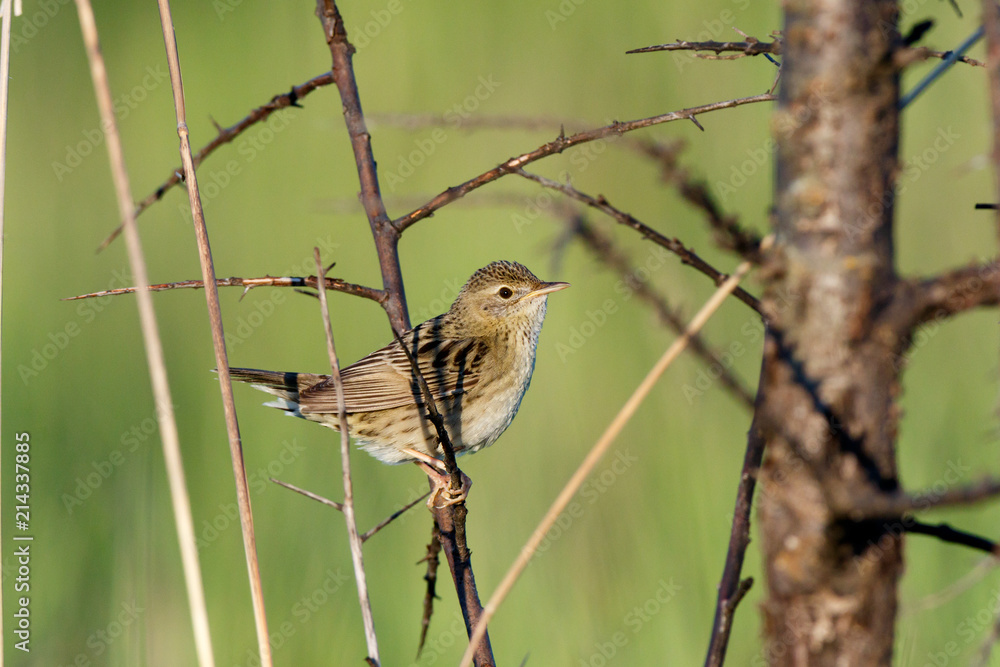 Fototapeta premium Grasshopper Warbler (Locustella naevia)