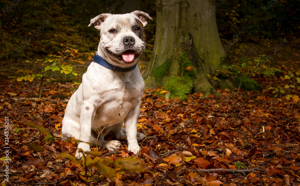 Hund ohne Leine im Wald Hund ohne Leine im Wald