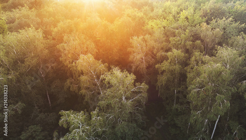 Birch grove at sunset - aerial view