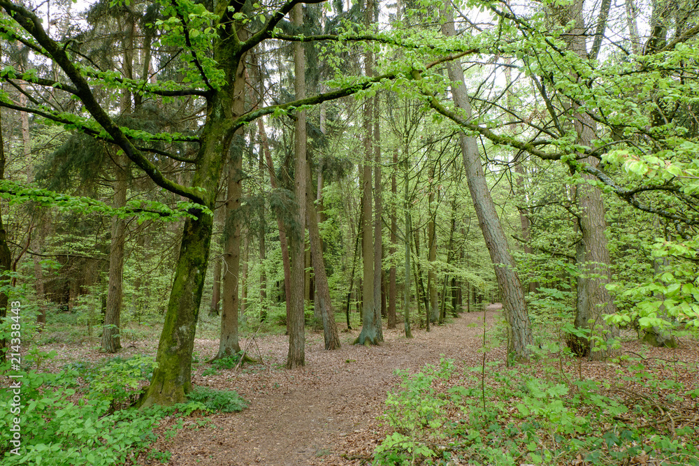 Fototapeta premium Sommerlicher grüner Waldweg mit Laub