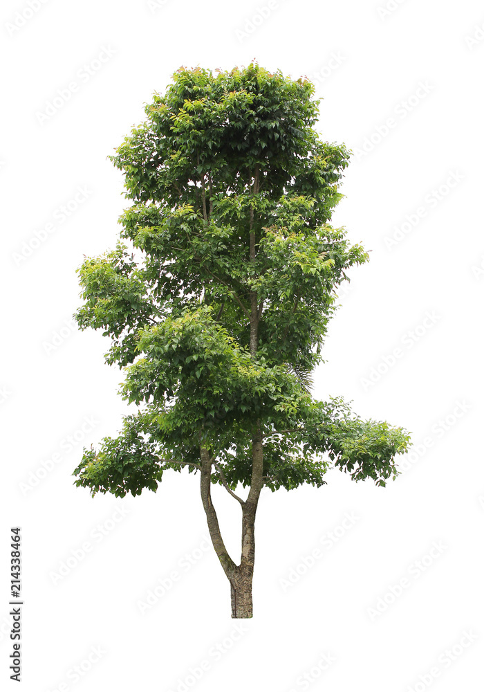 Fototapeta premium Beautiful tree on a white background