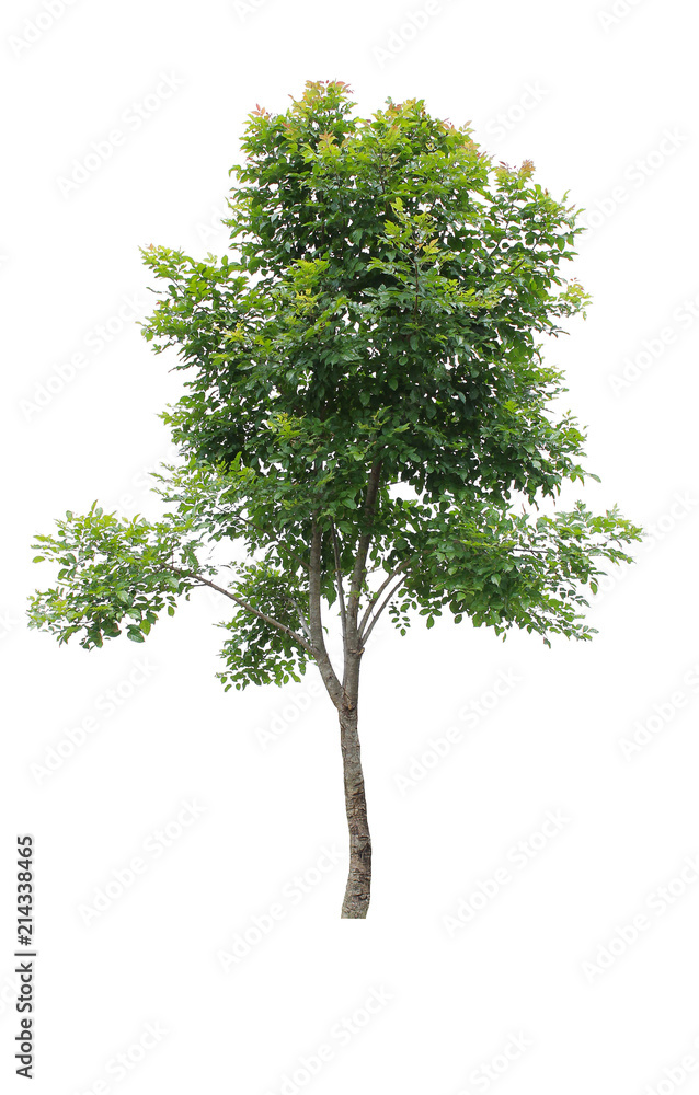 Fototapeta premium Beautiful tree on a white background