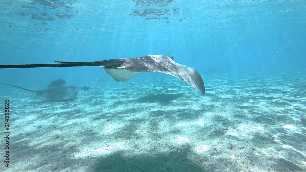Naklejka premium snorkeling in a lagoon with fish ray, French Polynesia
