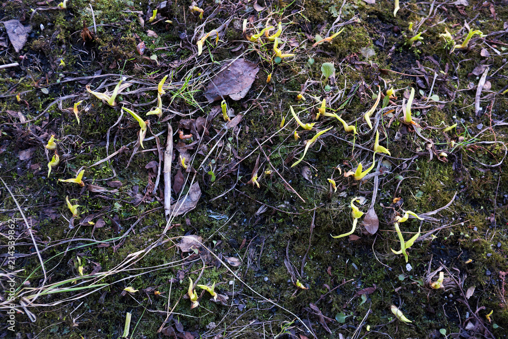 Fototapeta premium Sprouts break through moss and rotting leaves