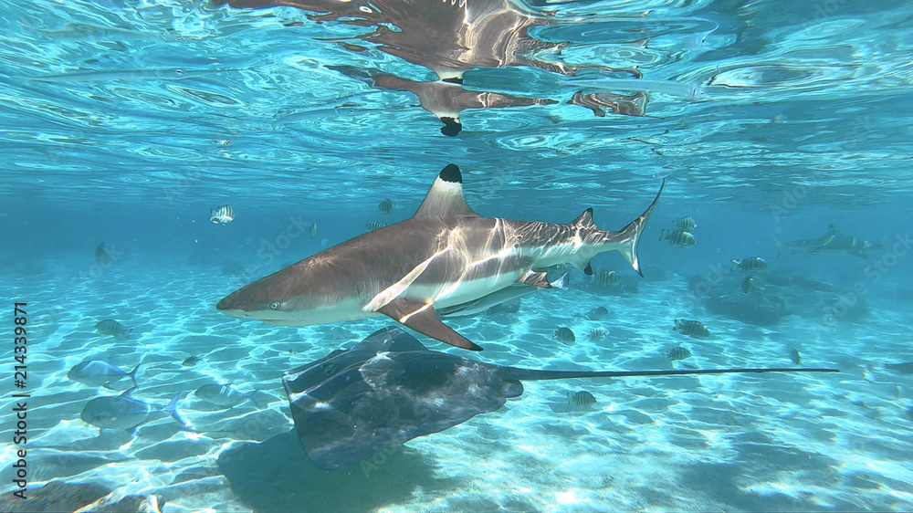 Fototapeta premium snorkeling in a lagoon with sharks, French Polynesia