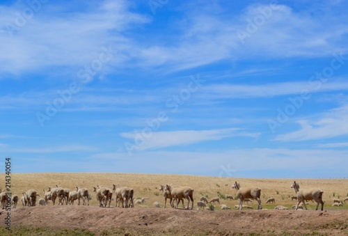 Australian sheep against a big blue sky with dry land and wispy clouds