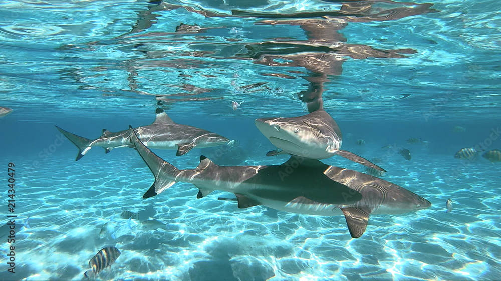 Fototapeta premium snorkeling in a lagoon with sharks, French Polynesia