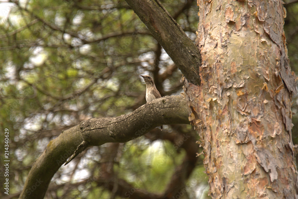netter wendehals vogel auf dem lechfeld netter wendehals vogel auf dem lechfeld
