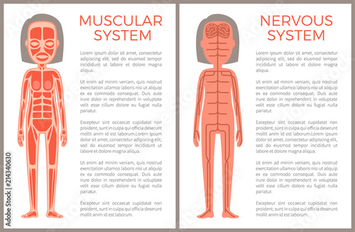Muscular and Nervous System Anotomical Banner