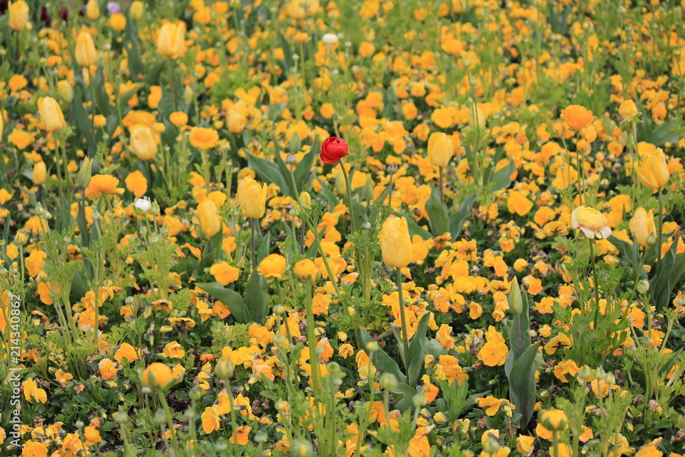 Stand out Red Flower in field of yellow and green