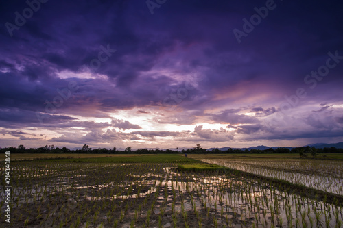 Landscape rice paddies at sunset