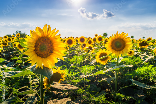 Vibrant sunflower field close up in sunlight