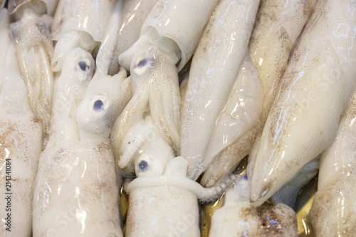 whole fresh squids are offered in the fish market
