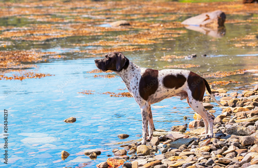 Dog english pointer