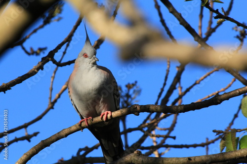 Native Australian Bird on Branch