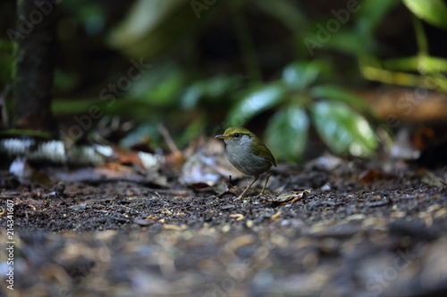 Grey-bellied tesia (Tesia cyaniventer) in Dalat, Vietnam photo