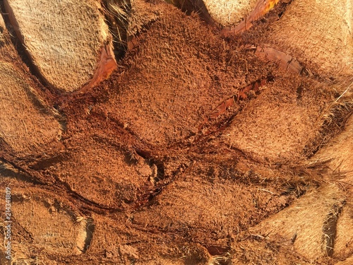 Close up of a palm tree bark, brown textured background