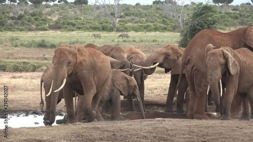 Kenya. Tsavo National Park. Elephants came to the watering place