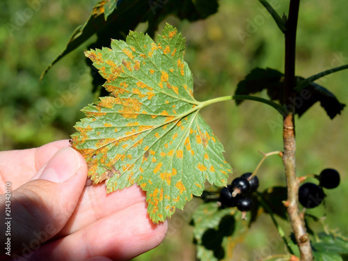 Cronartium ribicola disease on black currant leaves photo