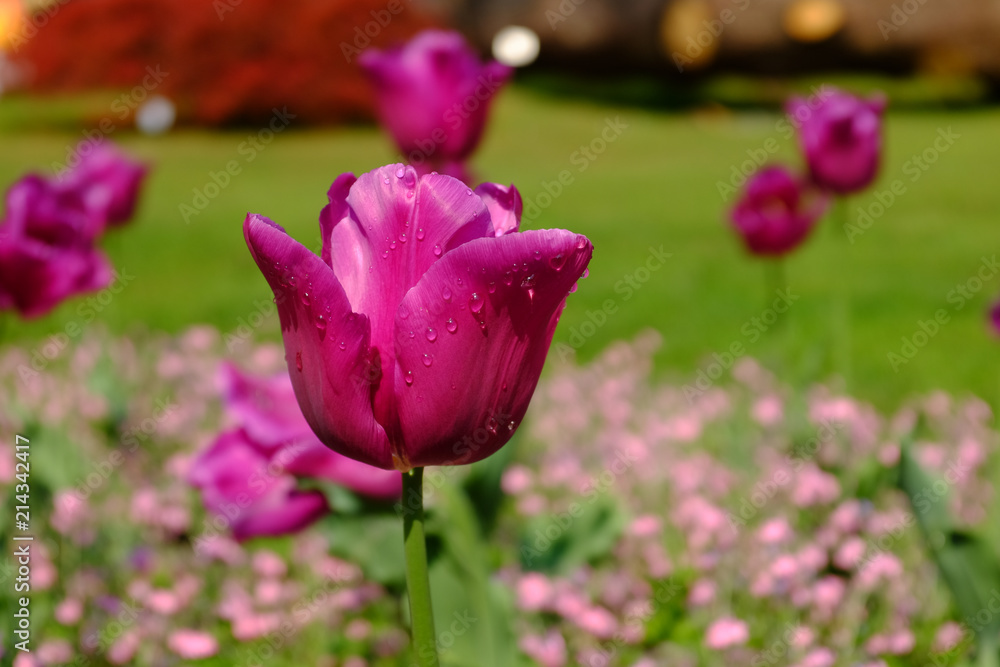 Colorful pink tulip flowering in the garden with green grass landscape at sunny summer day Colorful pink tulip flowering in the garden with green grass landscape at sunny summer day
