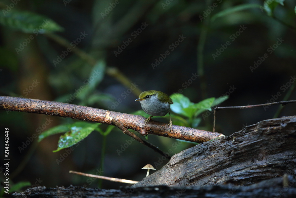Grey-bellied tesia (Tesia cyaniventer) in Dalat, Vietnam Grey-bellied tesia (Tesia cyaniventer) in Dalat, Vietnam