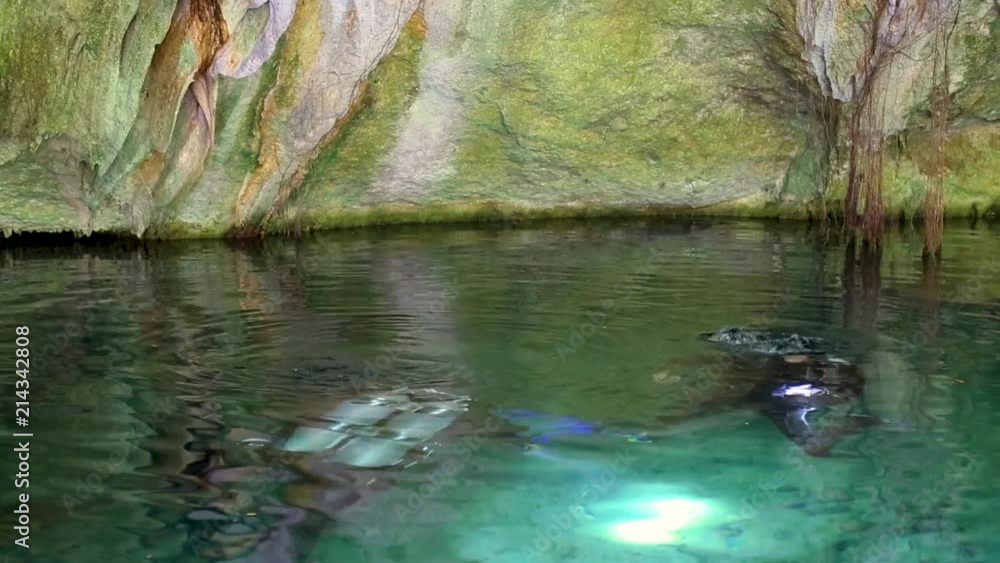 Дайверы плывут под водой в голубом озере пещера мечты ворота Сенот возле Дос Охос Мексика Юкатан Дайверы плывут под водой в голубом озере пещера мечты ворота Сенот возле Дос Охос Мексика Юкатан