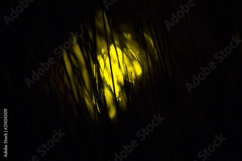 Abstract light through grass