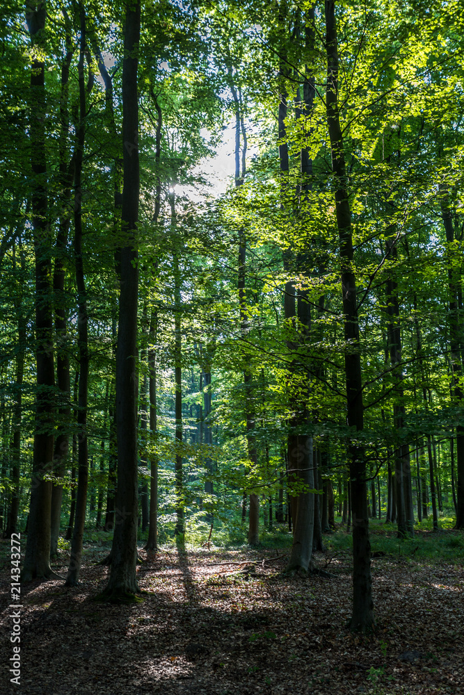 Obraz premium gespensterwald