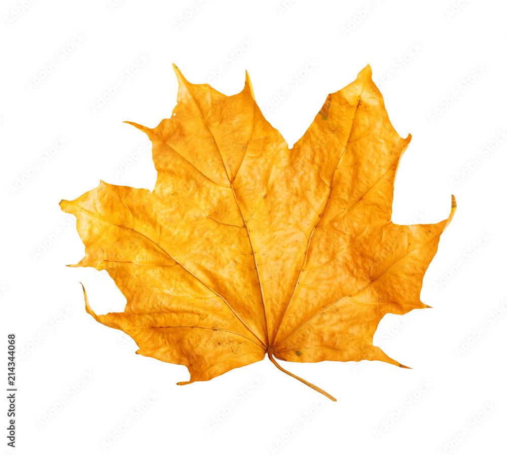 Autumn maple branch with leaves isolated on background Autumn maple branch with leaves isolated on background
