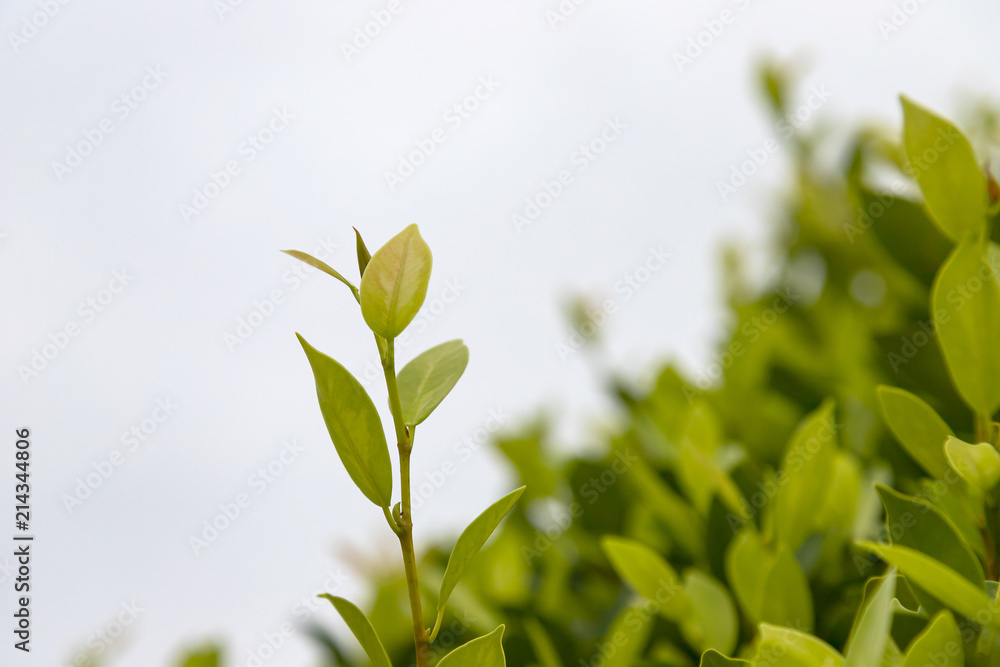 closeup fresh green tea leaves