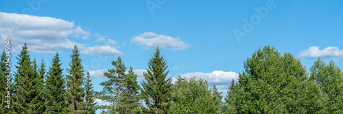 Wald und blauer Himmel Panorama