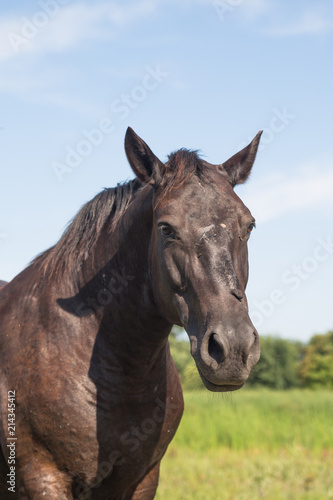 Horse with scars on the meadow at animal shelter. © Dickov