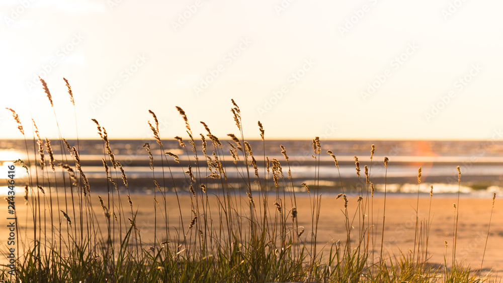 Beach dry grass, reeds, stalks blowing in the wind at golden sunset light, blurred sea on background Beach dry grass, reeds, stalks blowing in the wind at golden sunset light, blurred sea on background
