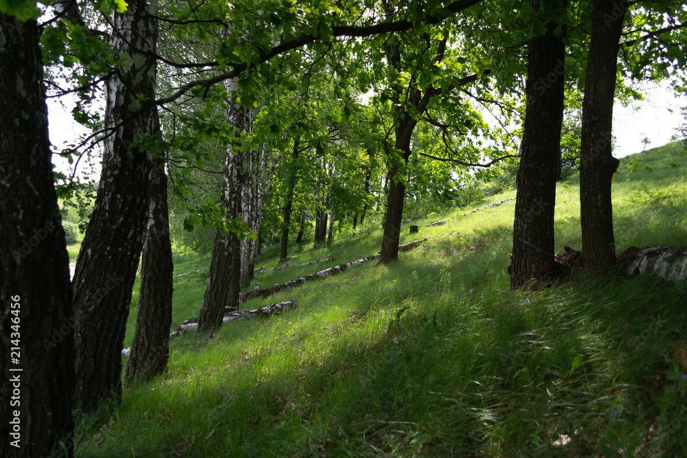 Fototapeta premium Summer sunny morning landscape in the nature