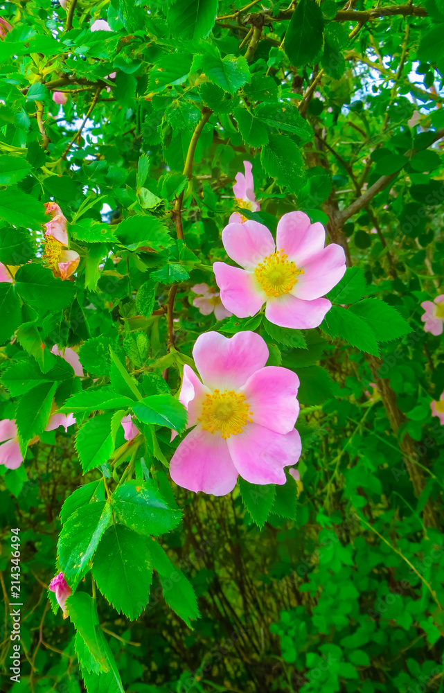 Beautiful pink flowers of wild rose on branches. Beautiful pink flowers of wild rose on branches.