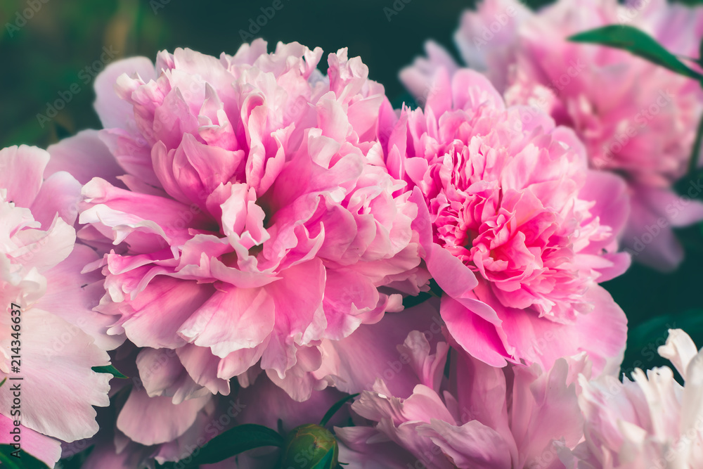 Beautiful pink peony flowers. Floral flower background