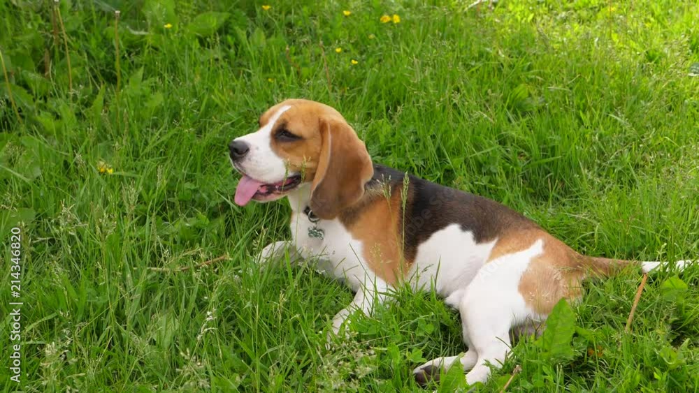 Relaxed beagle dog with pink tongue in hot day Relaxed beagle dog with pink tongue in hot day