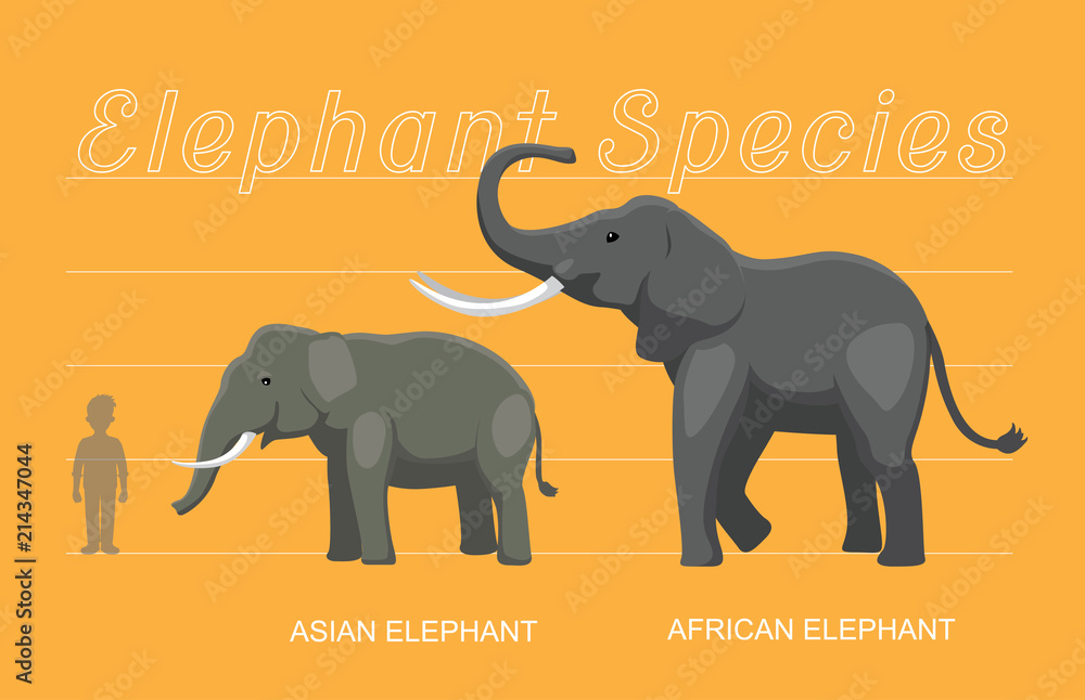 Naklejka premium Elephant Sizes Comparison Cartoon Vector