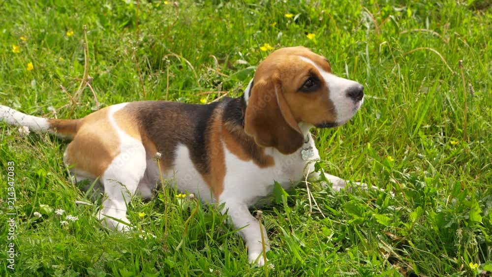 Portrait of lovely beagle dog with kind sad velvet eyes Portrait of lovely beagle dog with kind sad velvet eyes